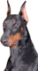 Dobermann's Avatar